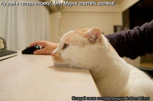Котоматрица: Ну дай я теперь посижу!..Мне Мурка ответить должна!