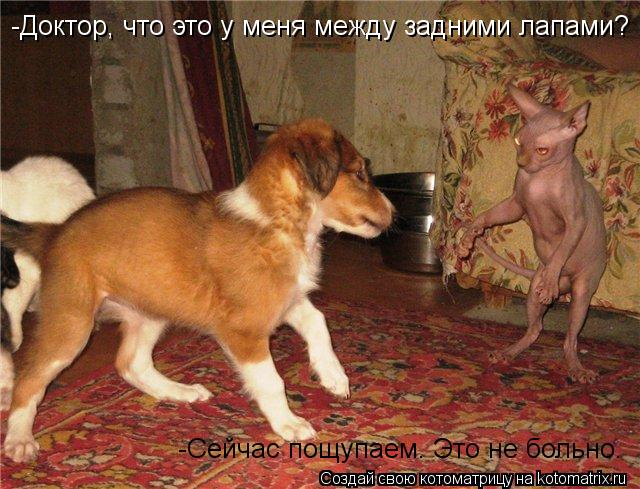 Котоматрица: -Доктор, что это у меня между задними лапами? -Сейчас пощупаем. Это не больно.