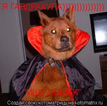 Котоматрица: Я ГАВДРАКУЛА))))))))))))))) "ИЩУ КОШЕК"