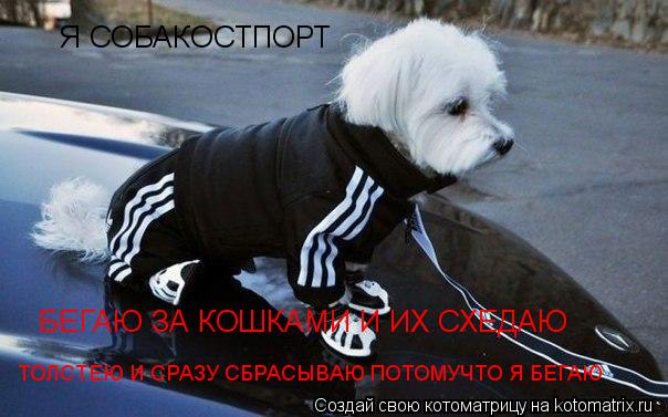 Котоматрица: Я СОБАКОСТПОРТ  БЕГАЮ ЗА КОШКАМИ И ИХ СХЕДАЮ  ТОЛСТЕЮ И СРАЗУ СБРАСЫВАЮ ПОТОМУЧТО Я БЕГАЮ