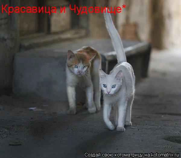 Котоматрица: Красавица и Чудовище*
