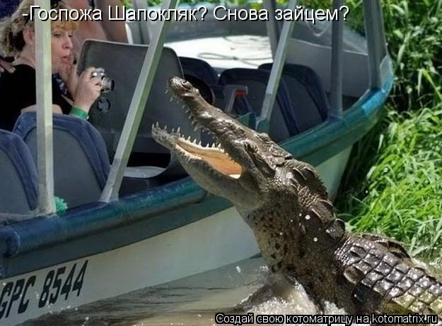 Котоматрица: -Госпожа Шапокляк? Снова зайцем?