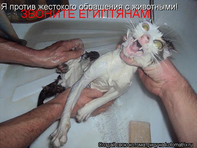 Котоматрица: Я против жестокого обращения с животными! ЗВОНИТЕ ЕГИПТЯНАМ!