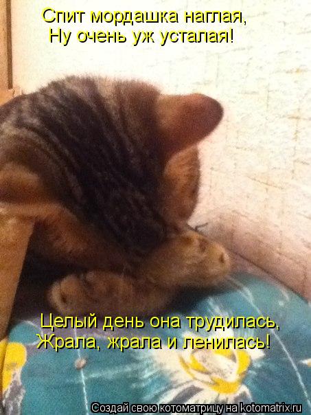 Котоматрица: Спит мордашка наглая, Ну очень уж усталая! Целый день она трудилась, Жрала, жрала и ленилась!