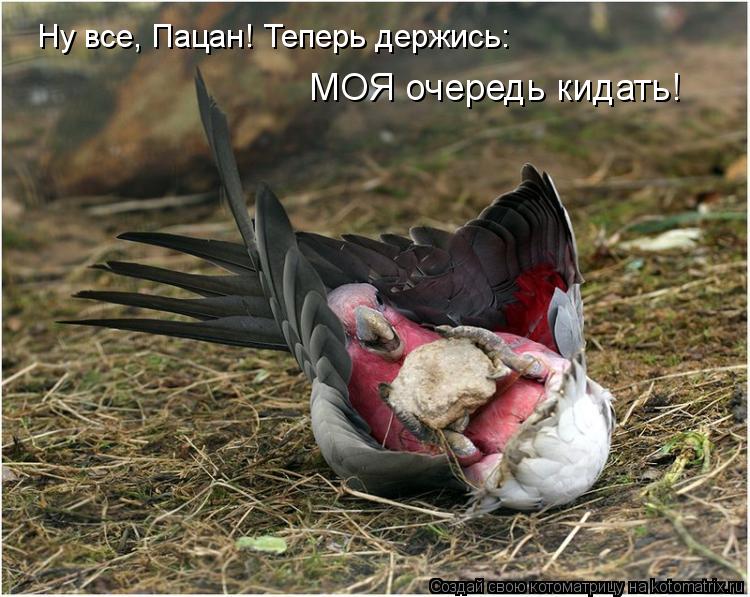 Котоматрица: Ну все, Пацан! Теперь держись: МОЯ очередь кидать!