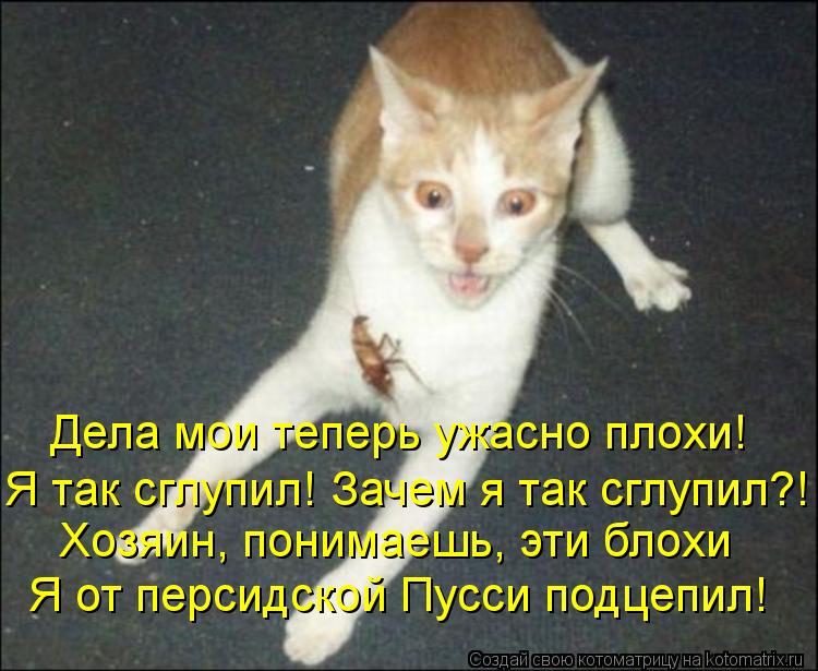 Дела мои теперь ужасно плохи! Я так сглупил! Зачем я так сглупил?! Хозяин, понимаешь, эти блохи Я от ... Котоматрица: Дела мои теперь ужасно плохи! Я так сглупил! Зачем я так сглупил?! Хозяин, понимаешь, эти блохи Я от персидской Пусси подцепил!