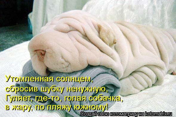 Котоматрица: Утомленная солнцем,  сбросив шубку ненужную, Гуляет, где-то, голая собачка,  в жару, по пляжу южному!
