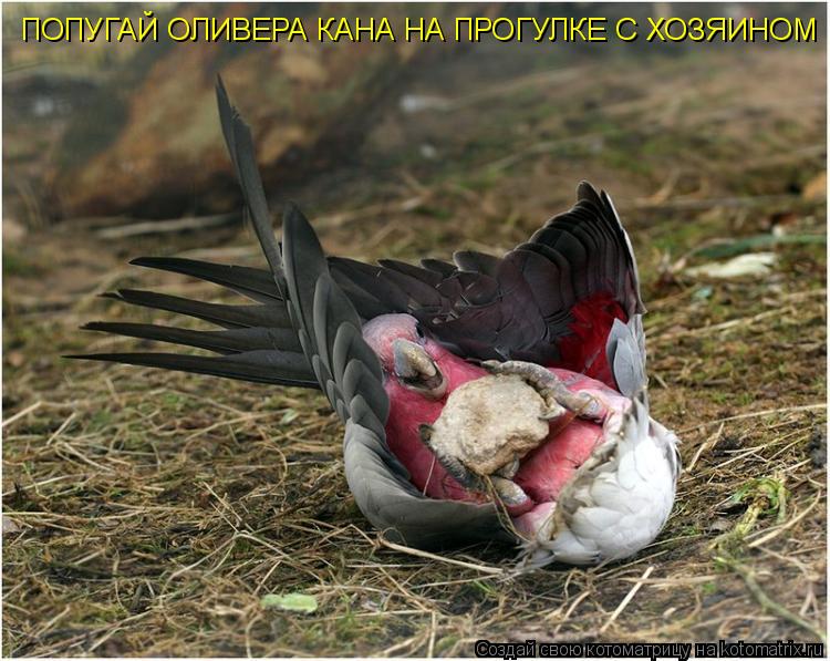 Котоматрица: ПОПУГАЙ ОЛИВЕРА КАНА НА ПРОГУЛКЕ С ХОЗЯИНОМ