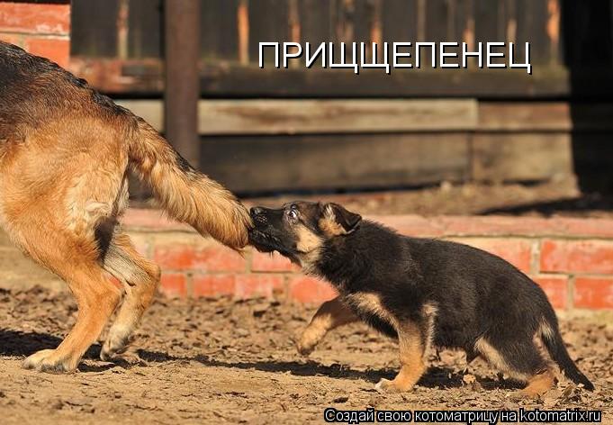 ПРИЩЩЕПЕНЕЦ... Котоматрица: ПРИЩЩЕПЕНЕЦ