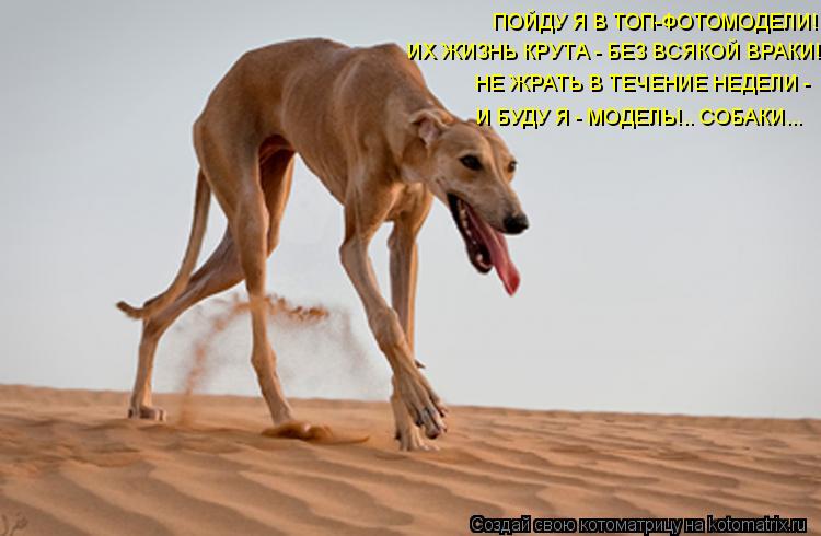 Котоматрица: ПОЙДУ Я В ТОП-ФОТОМОДЕЛИ! ИХ ЖИЗНЬ КРУТА - БЕЗ ВСЯКОЙ ВРАКИ! НЕ ЖРАТЬ В ТЕЧЕНИЕ НЕДЕЛИ -  И БУДУ Я - МОДЕЛЬ!.. СОБАКИ...