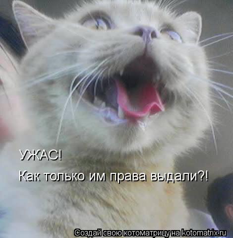 Котоматрица: УЖАС! Как только им права выдали?!