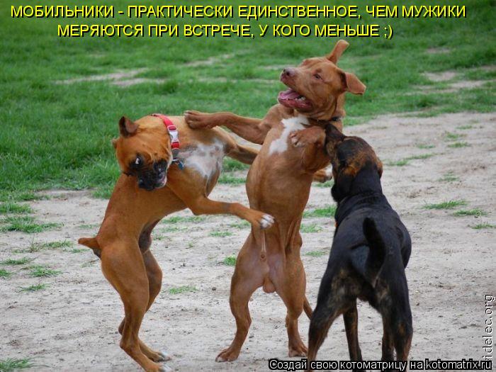 Котоматрица: МОБИЛЬНИКИ - ПРАКТИЧЕСКИ ЕДИНСТВЕННОЕ, ЧЕМ МУЖИКИ МЕРЯЮТСЯ ПРИ ВСТРЕЧЕ, У КОГО МЕНЬШЕ ;)
