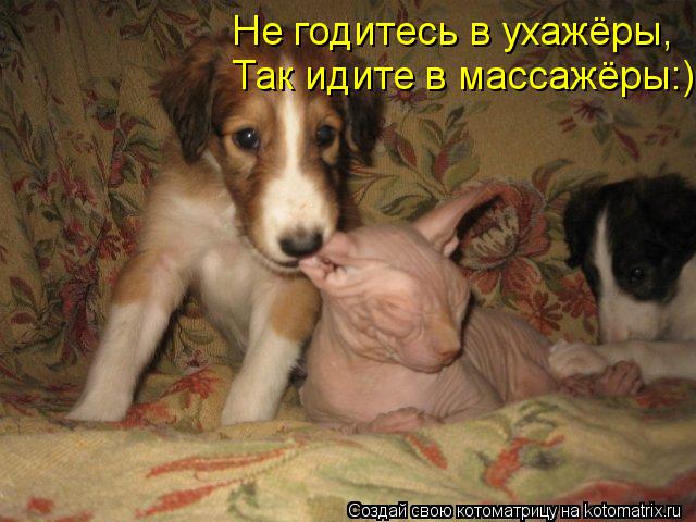 Котоматрица: Не годитесь в ухажёры, Так идите в массажёры:)