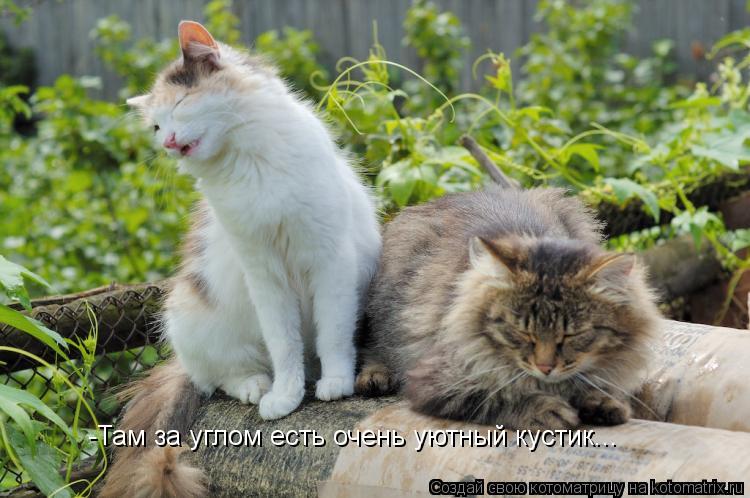 Котоматрица: -Там за углом есть очень уютный кустик...