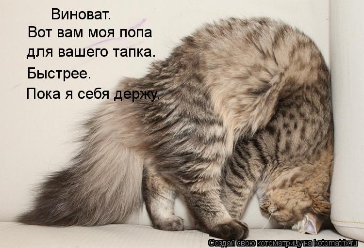 Котоматрица: Вот вам моя попа для вашего тапка. Быстрее. Виноват. Пока я себя держу.