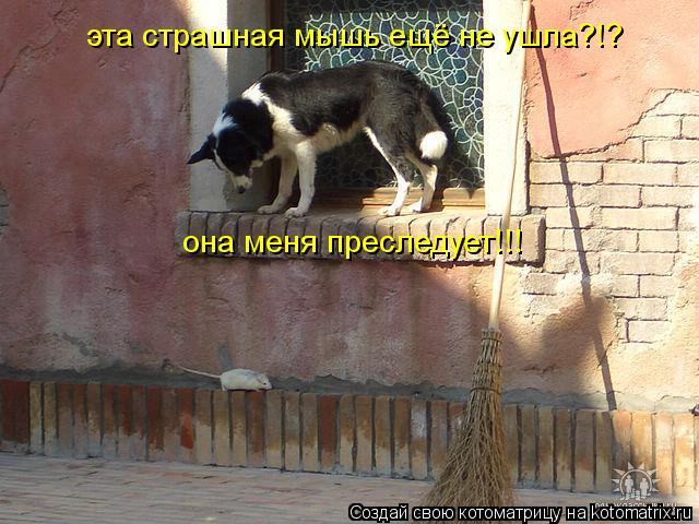 Котоматрица: эта страшная мышь ещё не ушла?!? она меня преследует!!!