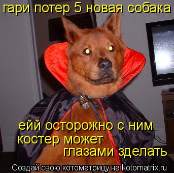 Котоматрица: гари потер 5 новая собака ейй осторожно с ним костер может  глазами зделать