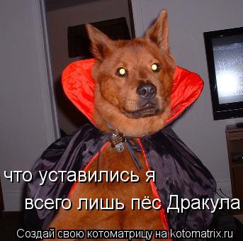 Котоматрица: что уставились я  всего лишь пёс Дракула