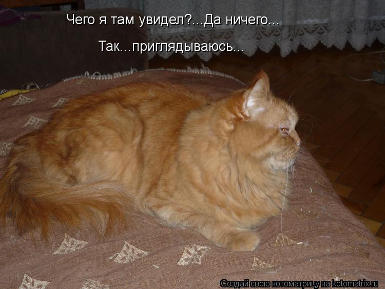 Котоматрица: Чего я там увидел?...Да ничего... Так...приглядываюсь...