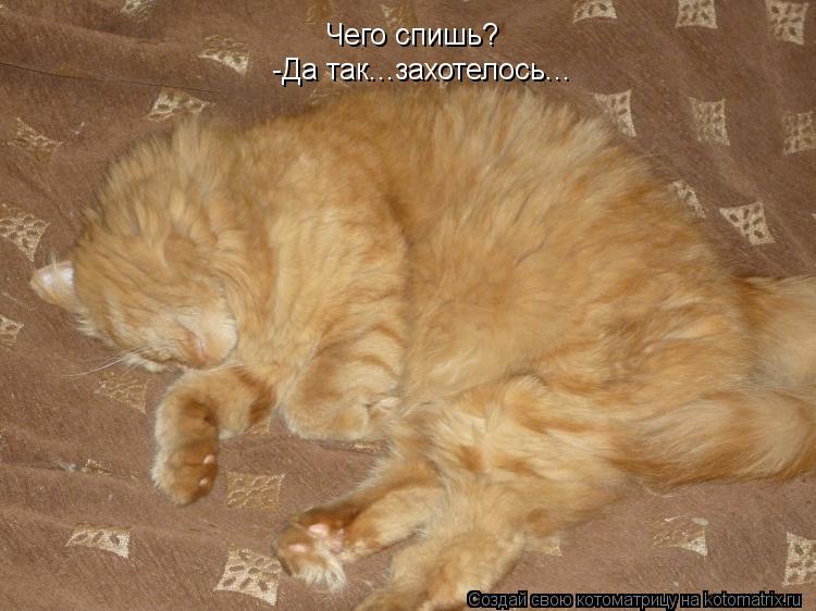 Котоматрица: Чего спишь? -Да так...захотелось...