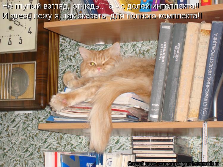 Котоматрица: Не глупый взгляд, отнюдь... а - с долей интеллекта!! И здесь лежу я, так сказать, для полного комплекта!!