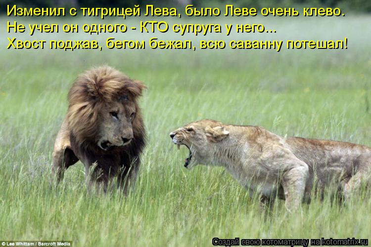 Котоматрица: Изменил с тигрицей Лева, было Леве очень клево. Не учел он одного - КТО супруга у него... Хвост поджав, бегом бежал, всю саванну потешал!