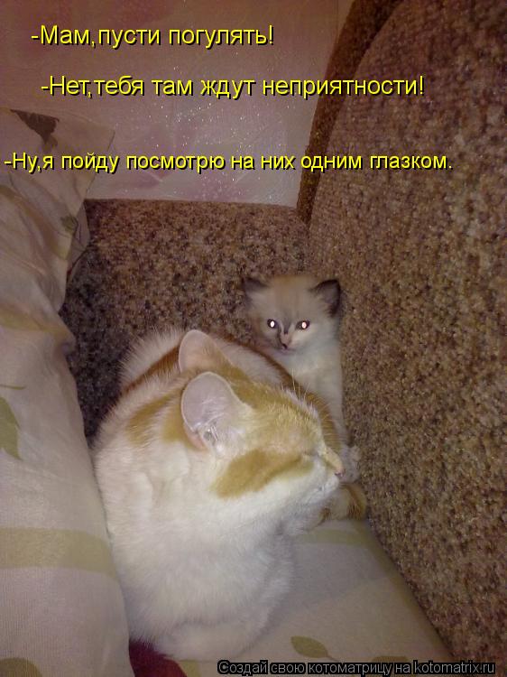 Котоматрица: -Мам,пусти погулять! -Нет,тебя там ждут неприятности! -Ну,я пойду посмотрю на них одним глазком.