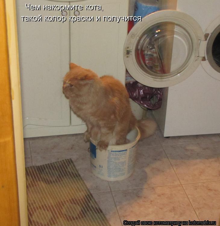 Котоматрица: Чем накормите кота, такой колор краски и получится
