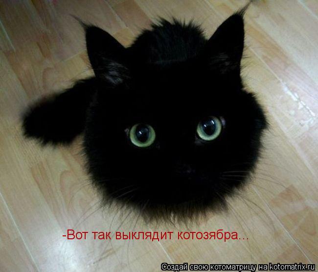 Котоматрица: -Вот так выклядит котозябра...
