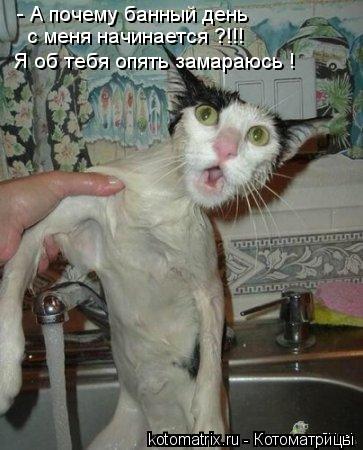 Котоматрица: - А почему банный день с меня начинается ?!!! Я об тебя опять замараюсь !