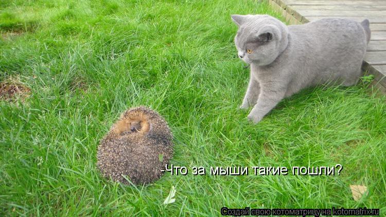 Котоматрица: -Что за мыши такие пошли?