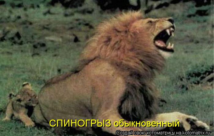 Котоматрица: СПИНОГРЫЗ обыкновенный