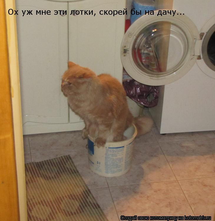 Котоматрица: Ох уж мне эти лотки, скорей бы на дачу...