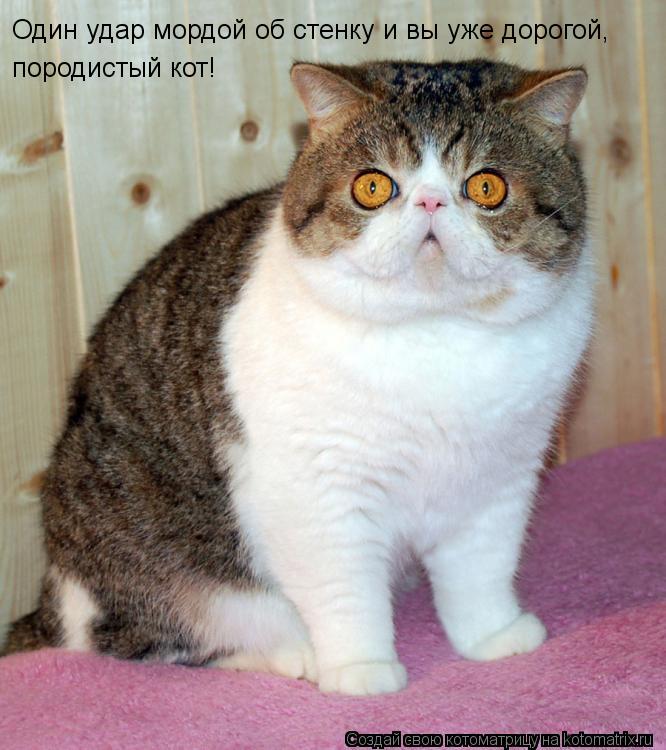 Котоматрица: Один удар мордой об стенку и вы уже дорогой, породистый кот!