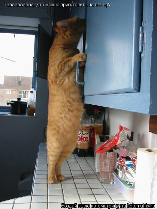Котоматрица: Таааааааааак,что можно приготовить на вечер?