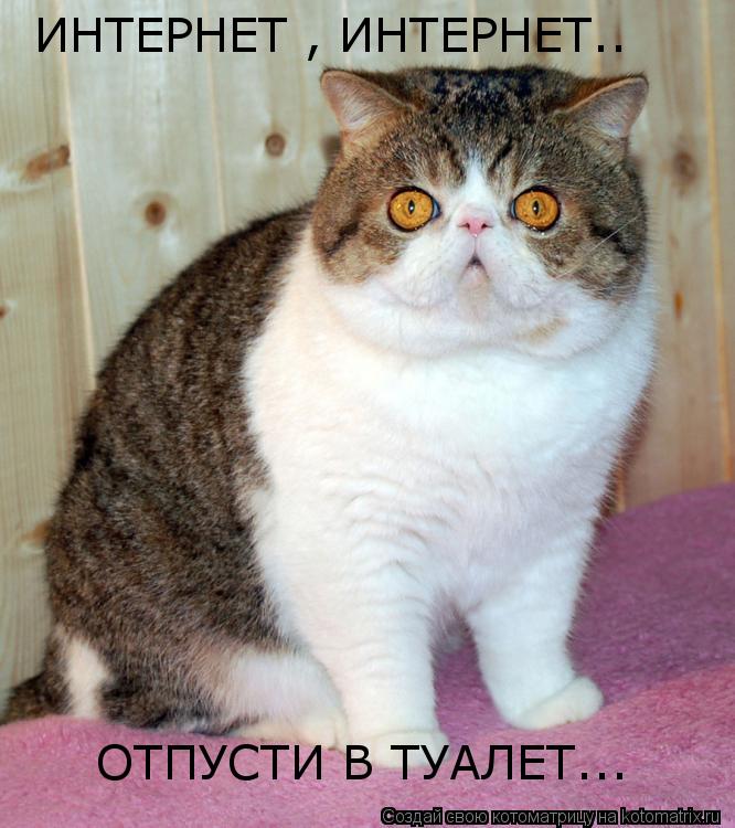 Котоматрица: ИНТЕРНЕТ , ИНТЕРНЕТ.. ОТПУСТИ В ТУАЛЕТ...