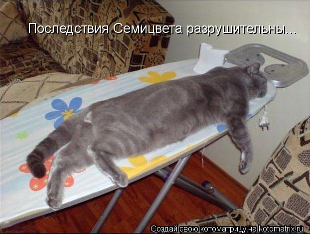 Котоматрица: Последствия Семицвета разрушительны...