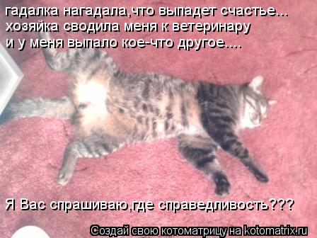 гадалка нагадала,что выпадет счастье... хозяйка сводила меня к ветеринару и у меня выпало кое-что дру... Котоматрица: гадалка нагадала,что выпадет счастье... хозяйка сводила меня к ветеринару и у меня выпало кое-что другое.... Я Вас спрашиваю,где справедливос