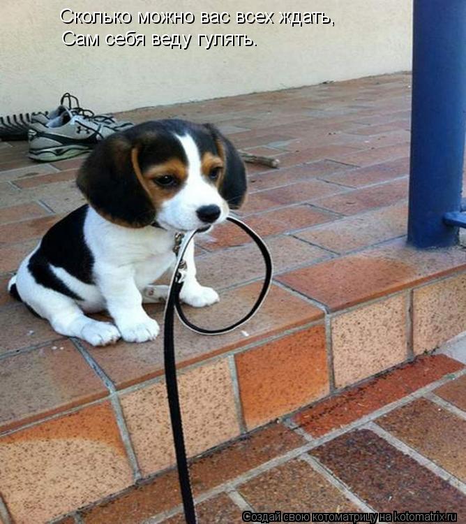 Сколько можно вас всех ждать, Сам себя веду гулять.... Котоматрица: Сколько можно вас всех ждать, Сам себя веду гулять.