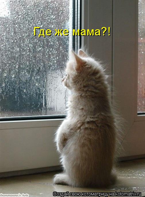 Котоматрица: Где же мама?!