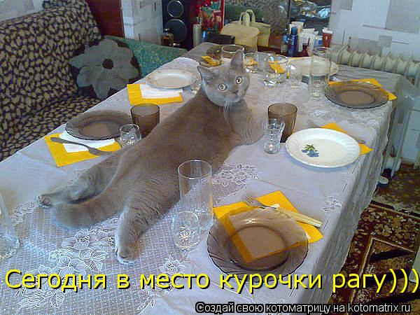 Котоматрица: Сегодня в место курочки рагу)))
