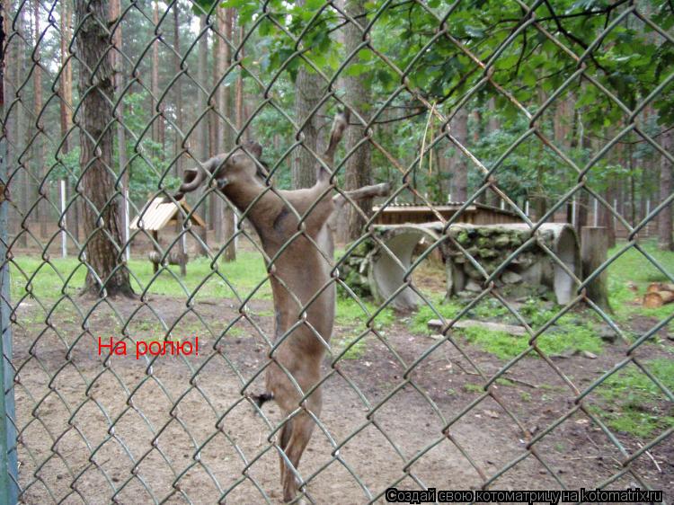 Котоматрица: На ролю!