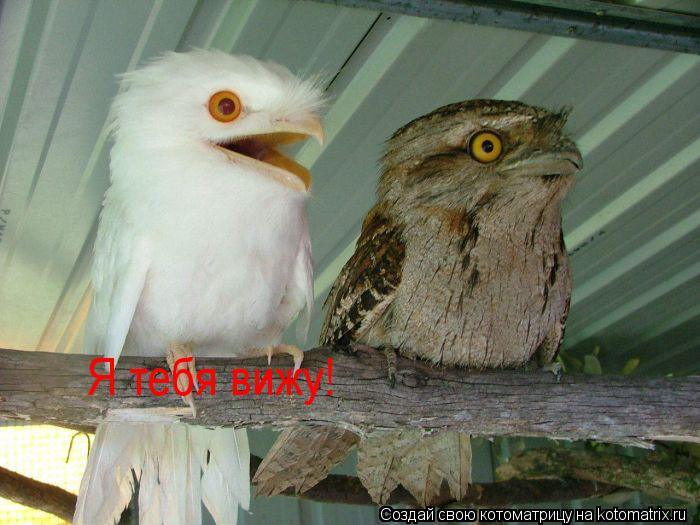 Котоматрица: Я тебя вижу!