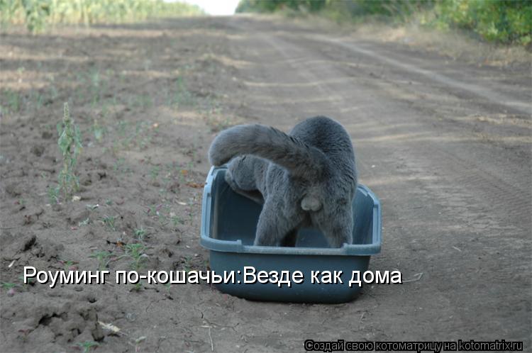 Котоматрица: Роуминг по-кошачьи: Везде как дома Роуминг по-кошачьи:Везде как дома