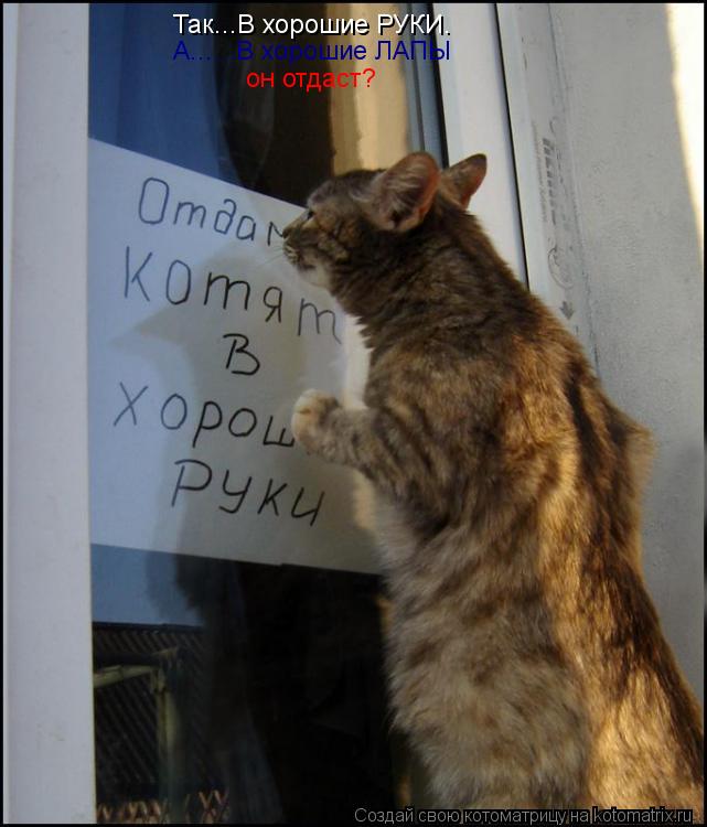 Котоматрица: Так...В хорошие РУКИ. А......В хорошие ЛАПЫ он отдаст?