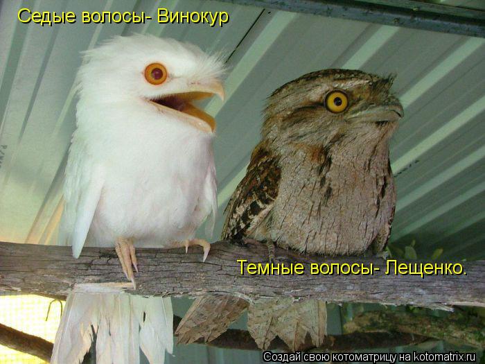 Котоматрица: Седые волосы- Винокур Темные волосы- Лещенко.