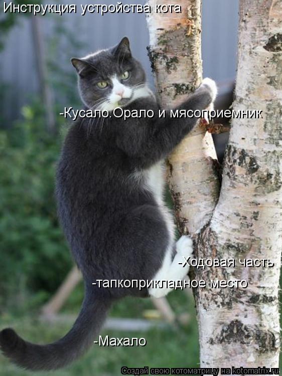 Котоматрица: Инструкция устройства кота -Махало -Ходовая часть -тапкоприкладное место -Кусало.Орало и мясоприемник