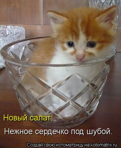 Котоматрица: Новый салат: Нежное сердечко под шубой.