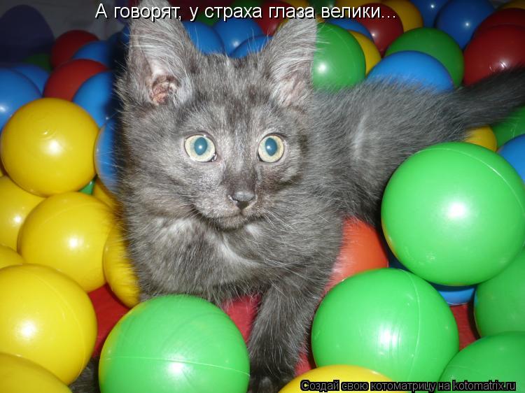 А говорят, у страха глаза велики...... Котоматрица: А говорят, у страха глаза велики...