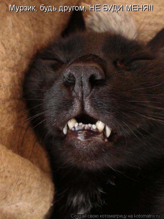 Мурзик, будь другом, НЕ БУДИ МЕНЯ!!... Котоматрица: Мурзик, будь другом, НЕ БУДИ МЕНЯ!!